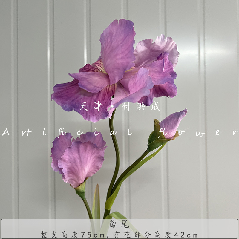 아이리스-로즈 퍼플