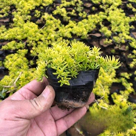 种子;其他园林植物;灌木