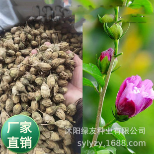 ���l����������ľ ľ�ȷN��  �������h���G�h ������ͥ�@�c�Y ��