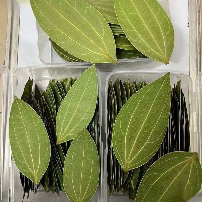 Безопасный лист, резьба по дереву, резьба по дереву, реальные листья, лазер DIY оптовые образцы, сухие листья, чтобы разбогатеть