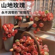 山地玫瑰多肉种子混色水蜜桃玫瑰多肉种子室内阳台盆栽花卉易养活