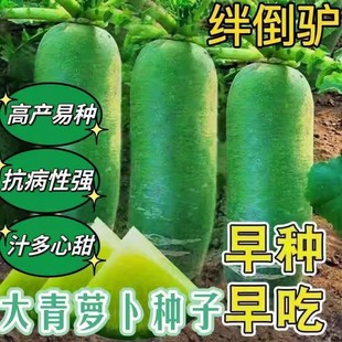 �O���H�}���N�����ɳ�}���N��ˮ��ɳ�C��Ƥ�}��������ļ��ɷNֲ