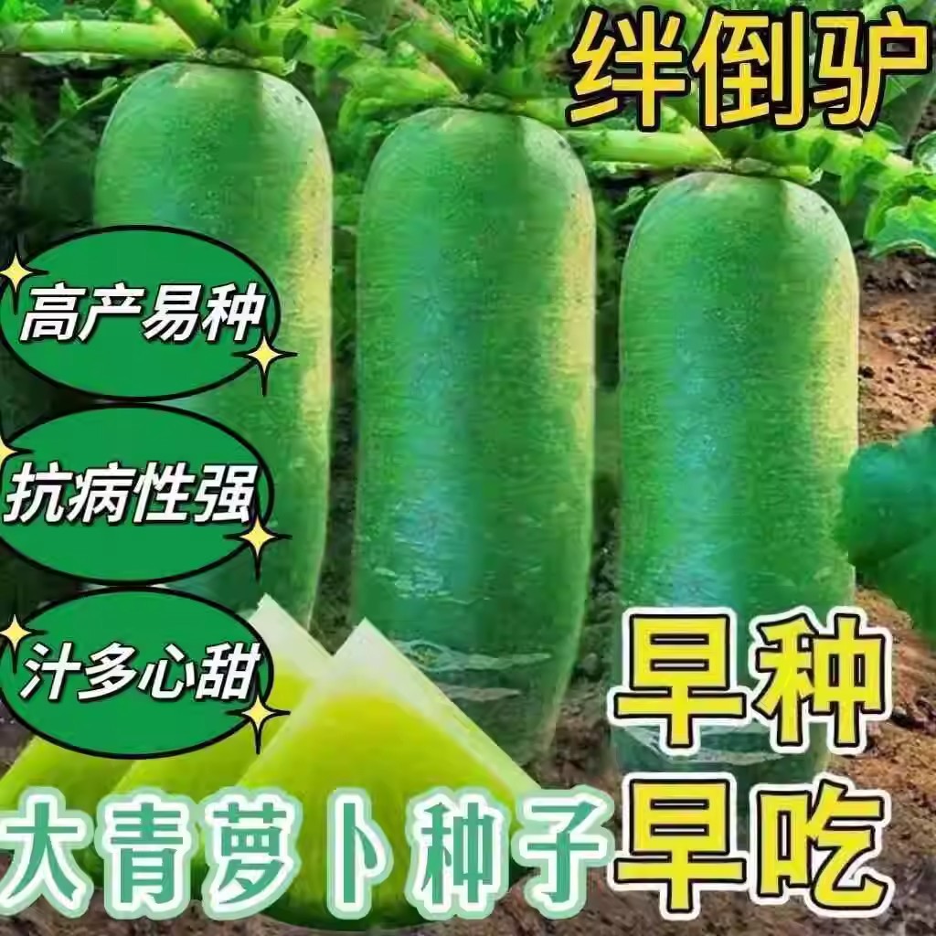 绊倒驴萝卜种子天津沙萝卜种籽水果沙窝青皮萝卜籽甜脆四季可种植