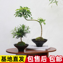 �ļ�����̦�\��ֲ��������ʽ���_ľˮ�B��������������B�Gֲ�辰