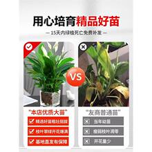 白掌一帆风顺盆栽水培植物绿萝箩花卉室内花绿植红掌发财树高颜值