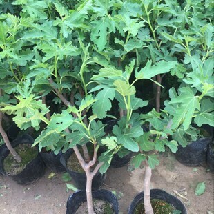 �o��������������ش���Ϸ����������t���R˹�o������䮔��Y��