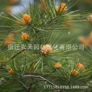 ����������������� ����Y������ �Y���ѵ��ɘ���t���Ә����ɹ�