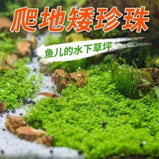 Climbing Dwarf Pearls Lying on the Ground Large Pearl Mesh Cow Hair Foreground Water Grass Negative Fish Tank Grass Tank Landscaping Turf Lawn