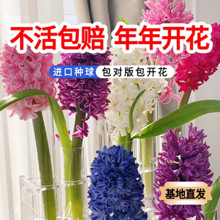 Hyacinth Bulbs, Hydroponic Florals with Buds, Large Bulbs, Easy to Feed, Balcony Indoor and Outdoor Potted Plants, Tulips, Soil Culture