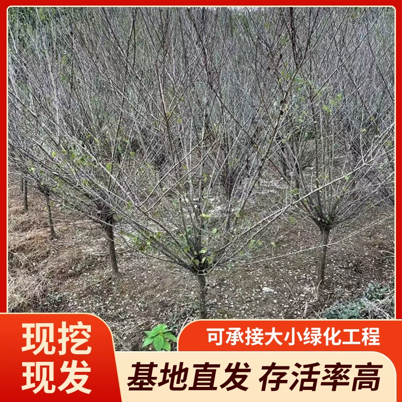 Производитель поставляет оптом зеленую сливу Hongmei D1-25 с красными корнями, красивую сливу и основу из плодов магнолии.