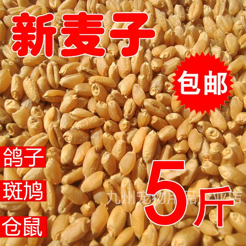 Новая пшеница, пшеница, корм для голубей, горлица, корм для хомяков, Питательный корм, корм для птиц, гоночный голубь, корм для голубей, 5 кг, почтовые расходы