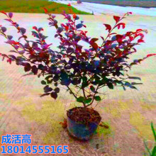 ���l��ľ�t���^ľ����t����ľ�h��ɫ�K�G��������t���^ľ������