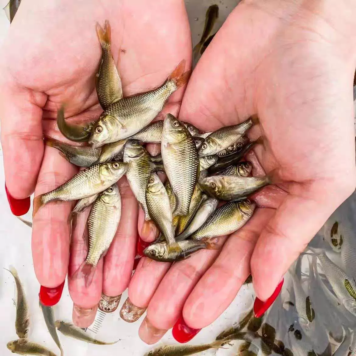 Carp Fry Rice Field Carp Fry Red Tail Carp Freshwater Cold Water Breeding Edible Carp Feng Carp Rice Field Fry