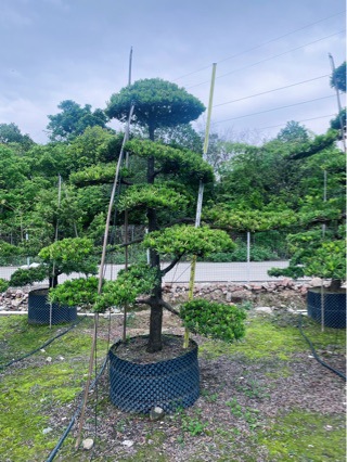 台湾罗汉松 头径15-16公分