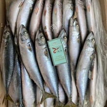 秋刀魚新鮮青鮐魚青鮁魚遼寧山東野生深海野生冷水魚鮐鮁魚批發價