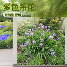 马兰花草本花卉庭院别墅植物蓝花鸢尾苗盆栽蝴蝶兰园林绿化鸢尾苗