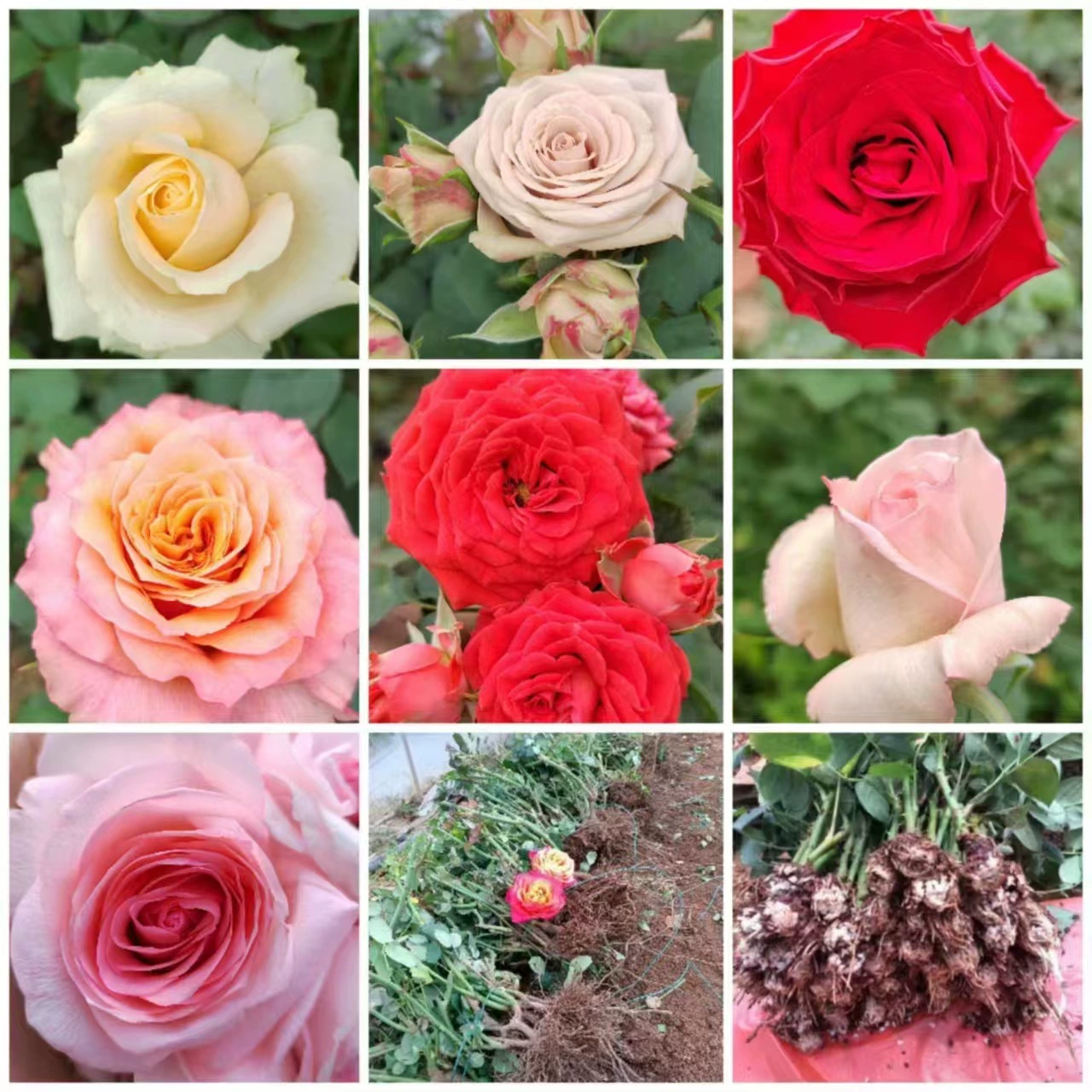 Оптовые многолетние рассады цветущих роз: высокогорные красные, цвета шампань, розовые, фиолетовые, ярко-красные, для всесезонного садоводства