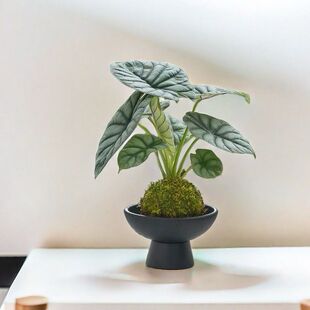 ��Ϭţ����̦�\|�҃��k���ұ��Wins�Pֲ������՚��^�p��������