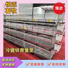 四层冷镀锌蛋鸡育雏笼自动鸡用养殖小鸡笼 养鸡场专用养鸡笼