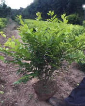 һ�����l���~Ůؑ�����S�~Ůؑ����С�~Ůؑ���ͺ��G�h����Ůؑ��