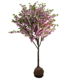 �������Ę���ͥԺ�ͺ�ֲ����������ļ��_���������z�������Ի���