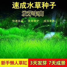 四季速成水草种子水族鱼缸造景淡水植物大对叶牛毛草小对叶增氧