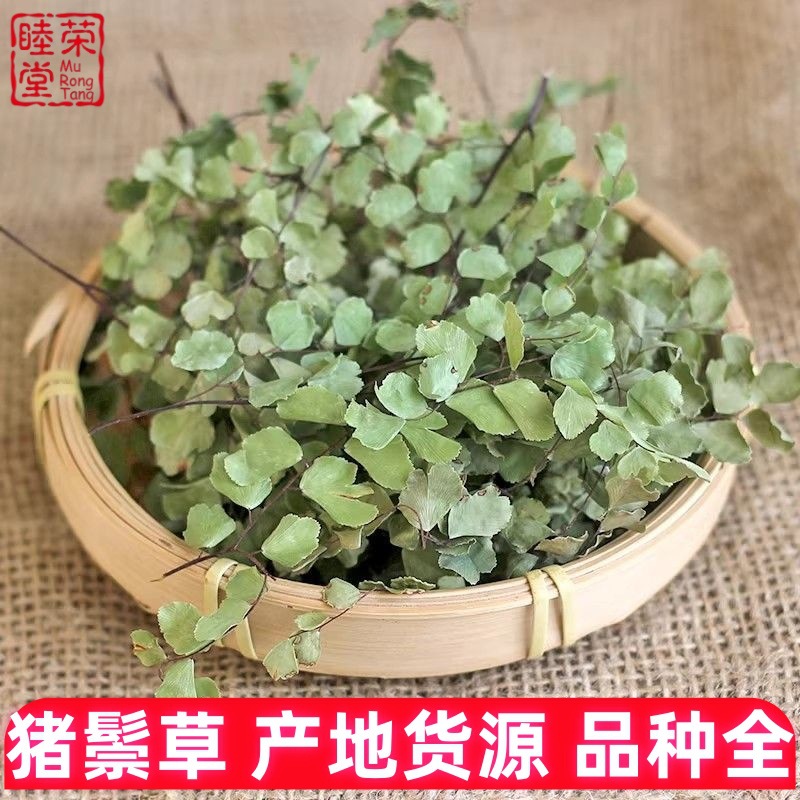 猪鬃草批发大货猪鬃草铁线草水猪毛七猪毛七铁丝草石长生铁线蕨个
