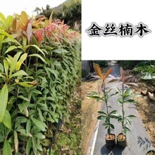 ��z�ľ�����Ĵ�С�~�E骽�z������F��ľ�����ͥԺ���⪚��վ