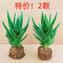 芦荟盆栽不夜城多肉耐旱室内办公室客厅防辐射净化空气阳台绿植甲