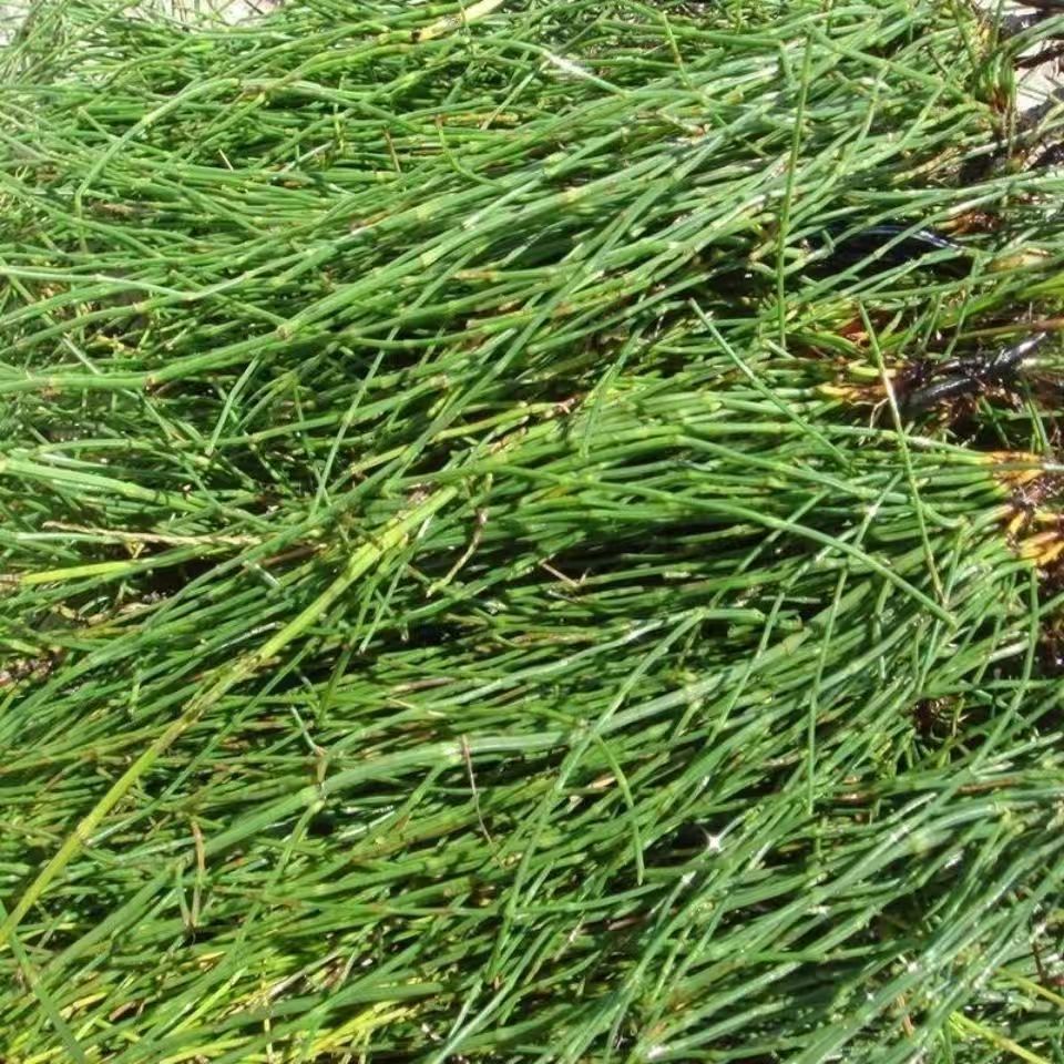 Dried Horsetail Herb Wen Jing Grass 问荆草 Equisetum Natural Sun Dried Raw Botanical Bulk Supply 500g quality and texture