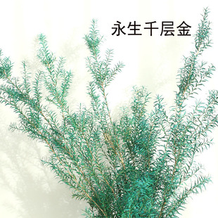 ��ɫǧ�ӽ� �����������廨����ɭ��ϵ�}�Q����Y�仨 ���ֱ�l