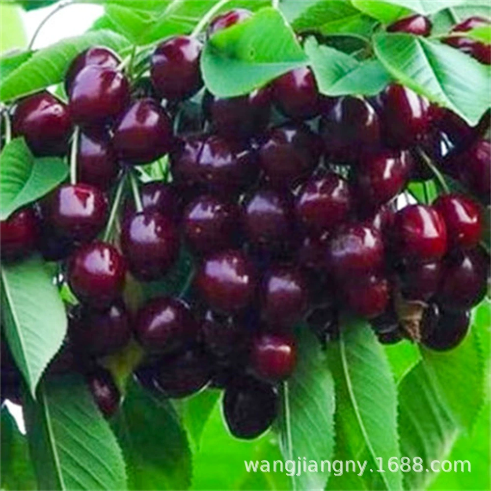 Карлик Ци Ранняя рассада вишни оптом США Ранняя рассада вишни Цена Gisela Вишневая рассада База