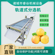 新款黄桃选果机圣女果青枣金桔槟榔百香果柿子李子杨梅分级筛选机