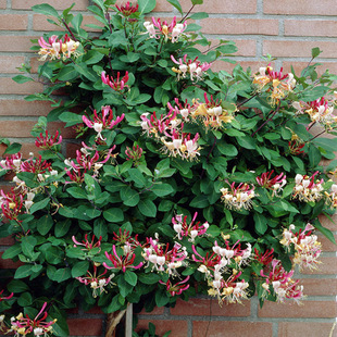 Factory Direct Supply of Honeysuckle Potted Plants, Honeysuckle Indoor and Outdoor Fragrant Florals, Balcony Garden Hanging Climbing Plants