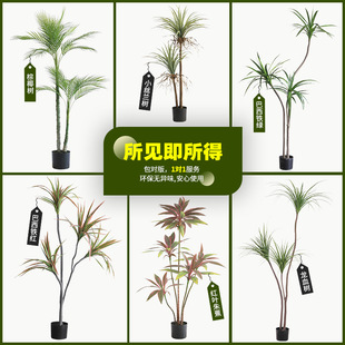 ����ֲ������F���Է���Gֲ��Ѫ��٘䱱�W�W�t�Gֲ�͏d�b�����