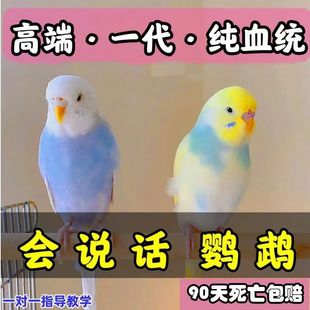 ��Ƥ�W�^���B���fԒ���W�^���^����С�B���B���w���＃���B�W�^