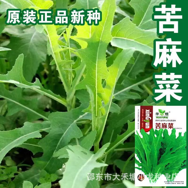 野生绿苦麻菜种子曲麻菜蔬菜种子春秋季播种野菜野生蔬菜耐高温种