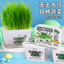 儿童水培种植观察盒小盆栽幼儿园植物生长diy发芽创意迷你小学生