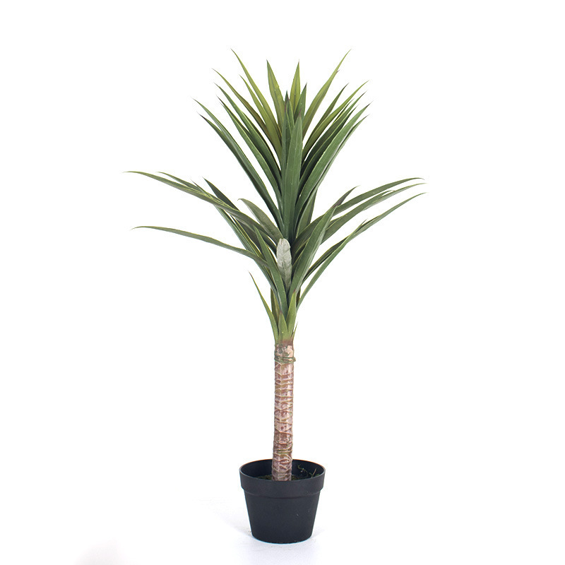 100cm gladiolos