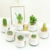 Cactus Botany Potted plant Cactus Potted plant indoor Bloom Green plant desktop computer Yulu