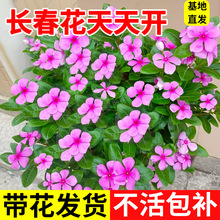 �L�������Ԏ�����ͥԺ�͟ᱬ��ֲ�������_���ļ����ܶ������Gֲ
