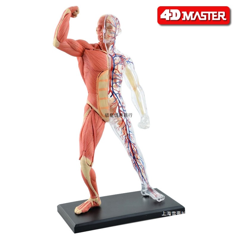 骨骼4d玩具肌肉拼装模型血管人体