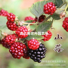 �����Ә���t��ݮ��ݮɽݮ�{��Ұ����ݮ���̨���Ե��Ԯ���Y����