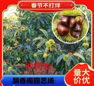 Wholesale of Chestnut Saplings, Direct Sales from the Base, Large Quantities Available over 1m Years Old, Chestnut Saplings That Bear Fruit in the Same Year