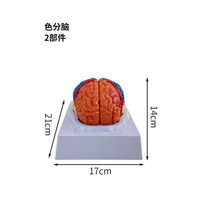 Modelo anatómico del cerebro humano a color para enseñanza estructura funcional educativa