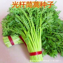 光杆茼蒿种子 皇帝菜种籽  无纤维  四季蔬菜种子 阳台庭院