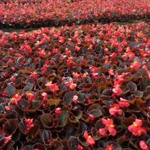 苗圃基地 四季秋海棠 花境花海花带花坛布置 园林绿化工程苗