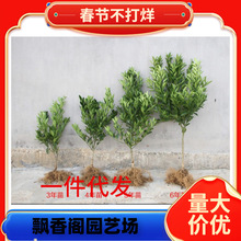 �������������r�Fժ�F�ڎ������~�l������̲��С����ļ�����