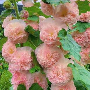 Double-Flowered Hollyhock Seeds Bloom in All Seasons, Outdoor Flower Seeds Are Easy to Live, Flower Seeds, Summer Garden Flower Seeds