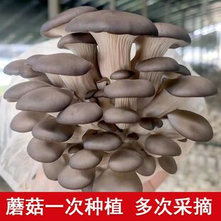 Ģ���Nֲ���ļ���ͥ��ʳ�þ��҃Ⱦ����������N�����S�ҿ羳���l